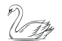 Swan